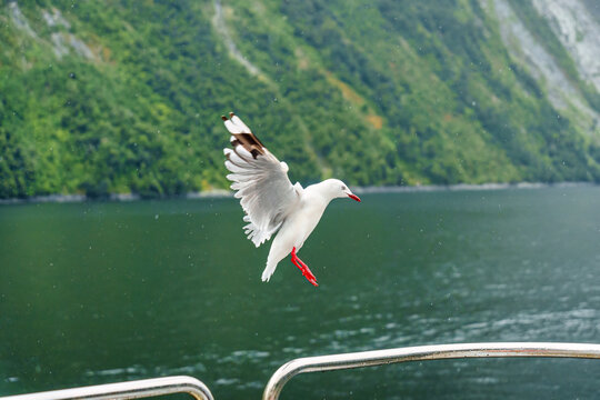 Red billed gull flying in tropical forest and lake during the rain