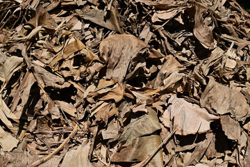 Dried banana leaves brown color