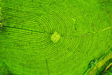 Long Coc tea hill in agricultural field on highland in countryside