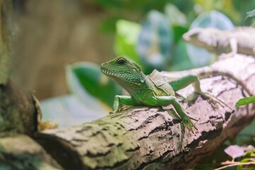 A Chinese water dragon  sits on a b ranch.  Physignathus cocincinus