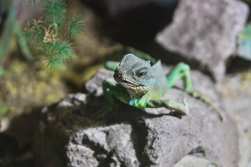 A Chinese water dragon sits on a stone.   Physignathus cocincinus