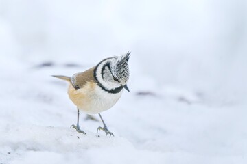A cute crested tit sits on the ground and looks for food in winter.  Lophophanes cristatus