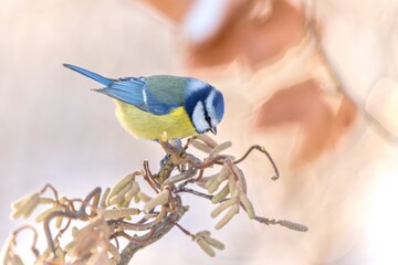 A cute blue tit sits on a nice twig with catkins in winter. Cyanistes caeruleus. 