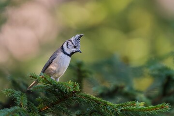 A cute crested tit sits on a spruce twig. Lophophanes cristatus. A titmouse with crest in the nature habitat. 