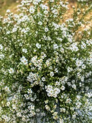 Elegant Baby's Breath Flowers in Full Bloom