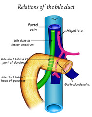 anatomy biliary system relations