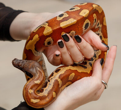 A person is holding a snake in their hand
