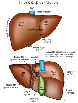 Anatomy of the liver  surfaces (anterior, posterior, superior, inferior & right lateral)