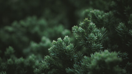 Closeup of green foliage leave in dramatic light. Nature background.