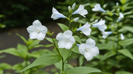 Delicate white flowers with green foliage.