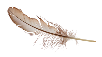High-Quality PNG of brown feather of a hen on a transparent Isolated on White Background – High Resolution