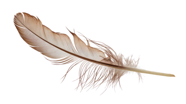 High-Quality PNG of brown feather of a hen on a transparent Isolated on White Background – High Resolution