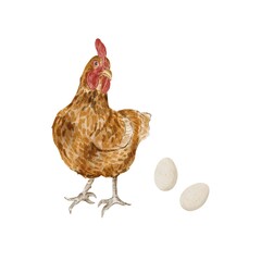 Cute realistic watercolor chicken element, rooster, chicken, kitchen print, kids print, Easter, Birds illustration. watercolor illustration, watercolor rooster, watercolor chicken