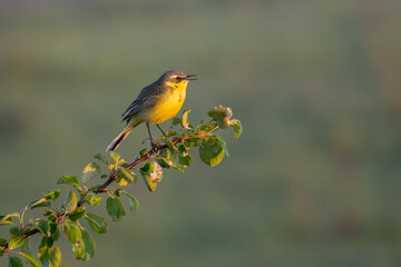 yellow wagtail on the tree