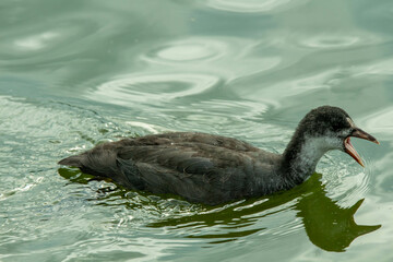 common coot in the water