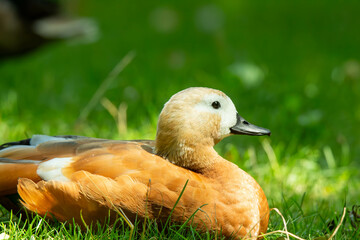 ruddy shelduck in the grass