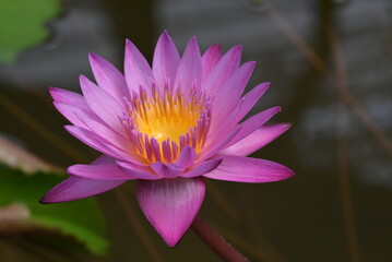 A close-up of a purple-pink lotus flower and yellow pollen in full bloom. The lotus flower is blooming in the soft morning sunlight on a dark background.