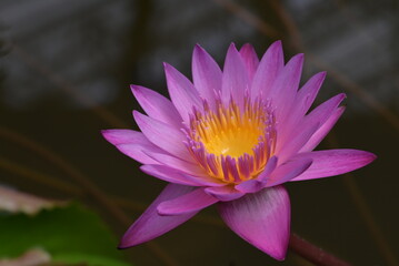 A close-up of a purple-pink lotus flower and yellow pollen in full bloom. The lotus flower is blooming in the soft morning sunlight on a dark background.