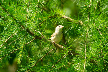 warbler on a branch