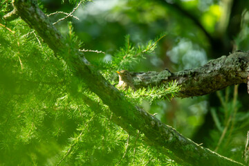 Thrush on a branch