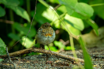 robin in the garden