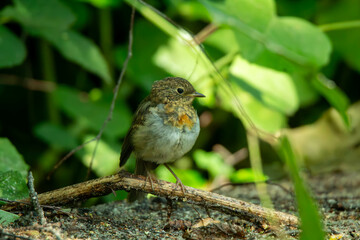 robin in the garden