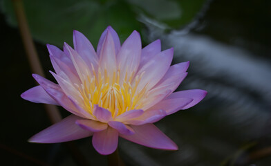 A close-up of a purple-pink lotus flower and yellow pollen in full bloom. The lotus flower is blooming in the soft morning sunlight on a dark background.