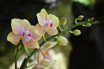 A close-up of Dendrobium orchid flowers blooming in the tropical garden, showcasing its vibrant yellow petals with intricate patterns.