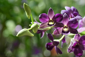 A close-up of Dendrobium orchid flowers blooming in the tropical garden, showcasing its vibrant...
