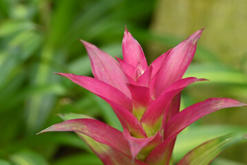 Close-up of a vibrant bromeliad flower with orange and yellow. The flower's bold colors stand out...