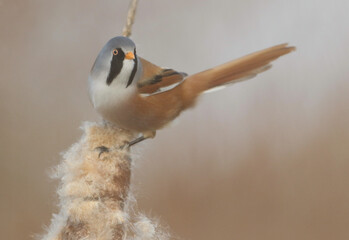 A beautiful male Bearded Tit, Panurus biarmicus, feeding on insects in a bulrush.