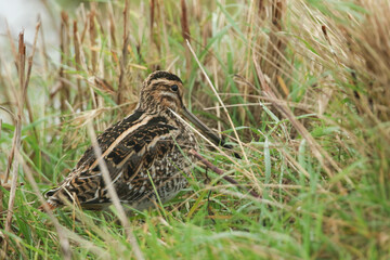A Snipe, Gallinago gallinago, standing in the grass at the edge of water.	
