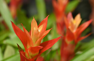 Close-up of a vibrant bromeliad flower with orange and yellow. The flower's bold colors stand out against the lush green background.