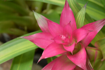 Close-up of a vibrant bromeliad flower with pink and green. The flower's bold colors stand out against the lush green background.