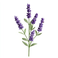Obraz premium A sprig of lavender with purple flowers and green leaves, symbolizing calm and relaxation.