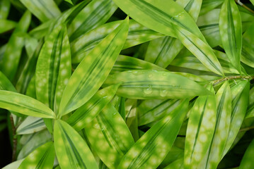 Fototapeta premium Dracaena surculosa is an ornamental foliage plant featuring glossy green leaves speckled with golden or yellow spots. Its elegant, compact habit variegation.