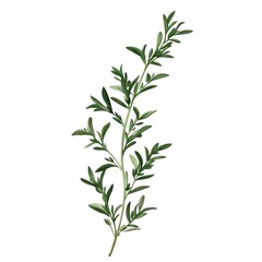 Obraz premium A sprig of fresh herb, showcasing vibrant green leaves for culinary use.