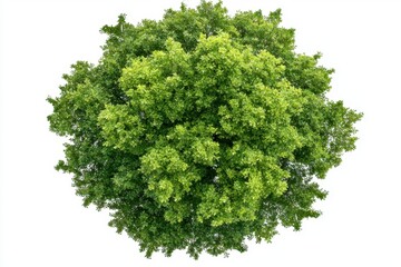 Lush Green Canopy of a Tree Isolated on White Background