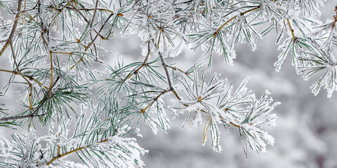 Winter nature close up Pine tree branches snow covered, snowy texture, macro trend photo, magical wintertime, winter holidays vibes, snowy fir trees forest, white frost on twigs, earth colors banner
