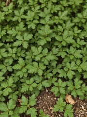Close-up shot of a dense cluster of nettles growing in the ground, natural, flora