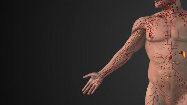 Lymphatic Network of Vessels and Immune Nodes