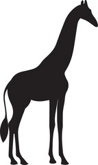silhouette of a giraffe ,side pose , standing position , on white background 
