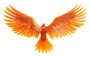 Obraz premium Bright orange bird with wide wings, cut out - stock png.
