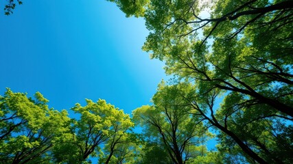 A low-angle view of a canopy of trees, their branches reaching up towards a vibrant blue sky, creating a sense of serenity and natural beauty.