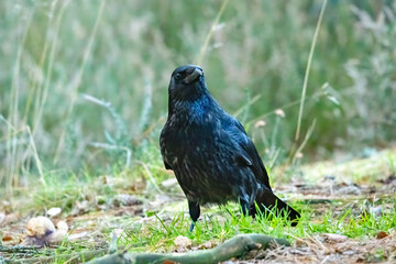 Large carrion crow on the forest floor looking for food