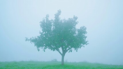 Fototapeta premium Solitary tree shrouded in thick morning fog, serene landscape.