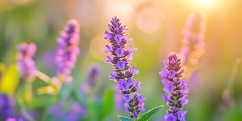 Obraz premium Purple tiny flowers of Common Self heal Prunella vulgaris bloom beautifully in a summer meadow, showcasing the vibrant beauty of Common Self heal in nature during the warm season.