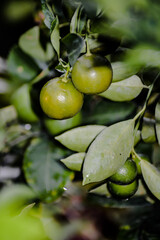 Photo Of Unripe Lemons On The Tree