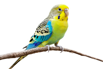 Fototapeta premium Bright budgie on a branch in daylight, cut out - stock png.