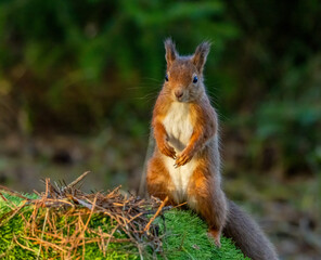 Close up of a curious little scottish red squirrel in the forest